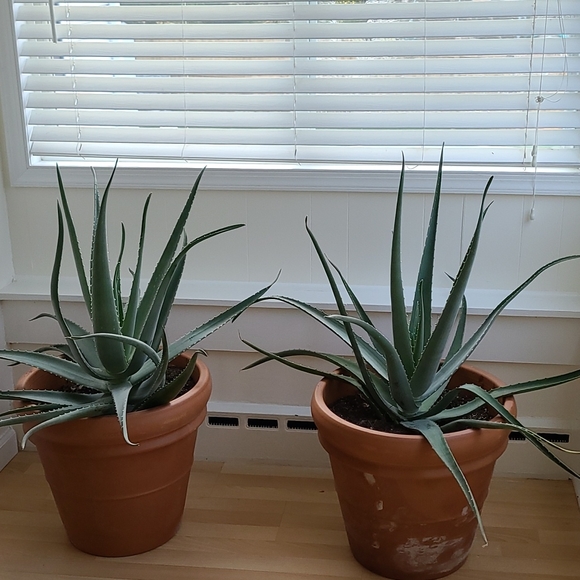 2 Baby aloe pup - Picture 8 of 9